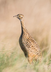 Tinamou in grassland environment, Pampas, Argentina