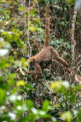 Northern muriqui photographed in Santa Maria de Jetiba, Espirito Santo. Southeast of Brazil. Atlantic Forest Biome. Picture made in 2016.