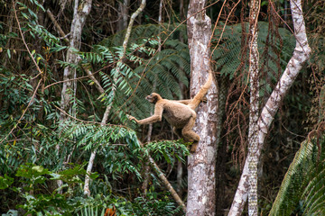 Northern muriqui photographed in Santa Maria de Jetiba, Espirito Santo. Southeast of Brazil. Atlantic Forest Biome. Picture made in 2016.