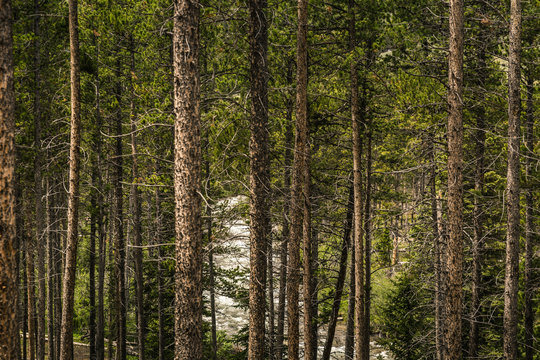 Picture of conifers in the mountains with river in background. Greenough Lake,  Montana, USA