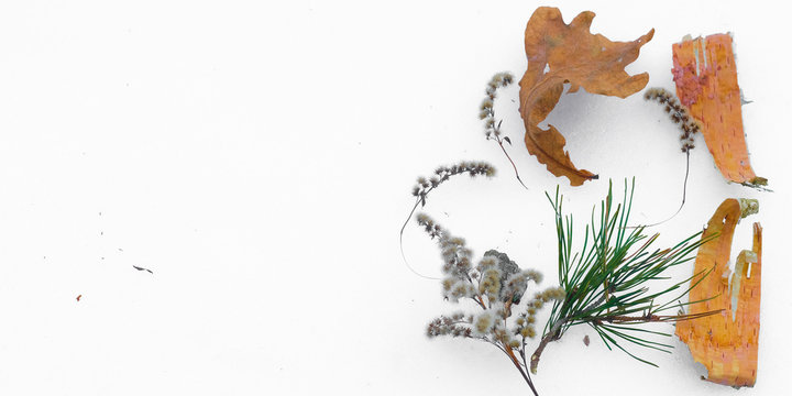 Birchbark Billeder – Gennemse 11,580 stockfotos, vektorer og videoer