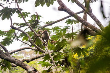 Northern muriqui photographed in Santa Maria de Jetiba, Espirito Santo. Southeast Brazil. Atlantic Forest Biome. Picture made in 2016.