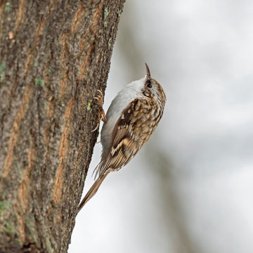 The Eurasian treecreeper or common treecreeper (Certhia familiaris) is a small passerine bird of the family Certhiidae.