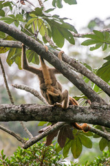 Northern muriqui and Howler monkey photographed  in Santa Maria de Jetiba, Espirito Santo. Southeast of Brazil. Atlantic Forest Biome. Picture made in 2016.