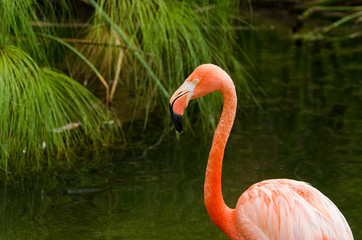 American flamingo, Phoenicopterus ruber, in captivity