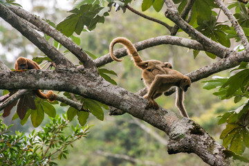 Northern muriqui and Howler monkey photographed in Santa Maria de Jetiba, Espirito Santo - Southeast of Brazil. Atlantic Forest Biome. Picture made in 2016.
