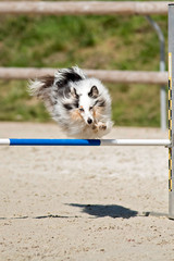 berger des shetland en agility