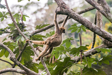 Northern muriqui photographed in Santa Maria de Jetiba, Espirito Santo. Southeast Brazil. Atlantic Forest Biome. Picture made in 2016.