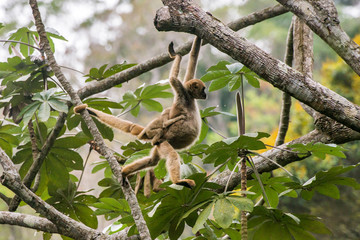 Fototapeta premium Northern muriqui photographed in Santa Maria de Jetiba, Espirito Santo. Southeast Brazil. Atlantic Forest Biome. Picture made in 2016.