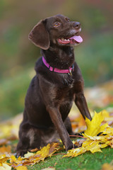 Brown mixed-breed dog (Labrador Retriever mix) sitting outdoors on fallen yellow maple leaves in autumn