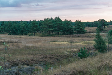Fototapeta na wymiar Hilly grassland with some pine trees under cloudy sky.