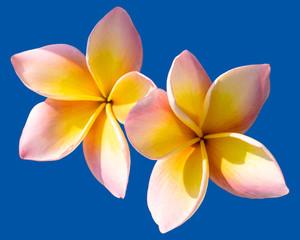 Fototapeta na wymiar Pink-yellow bouquet plumeria flowers on isolated blue background.Floral of relax spa.Clipping path object