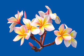 Fototapeta na wymiar White-yellow bouquet plumeria flowers on isolated blue background.Floral of relax spa.Clipping path object