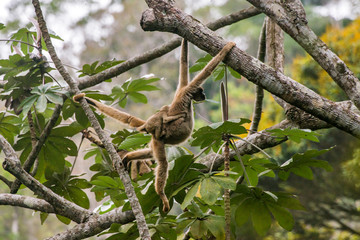 Northern muriqui photographed in Santa Maria de Jetiba, Espirito Santo. Southeast Brazil. Atlantic Forest Biome. Picture made in 2016.