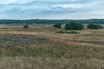 Hilly grassland with some pine trees under cloudy sky.