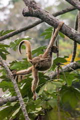 Northern muriqui photographed in Santa Maria de Jetiba, Espirito Santo. Southeast Brazil. Atlantic Forest Biome. Picture made in 2016.