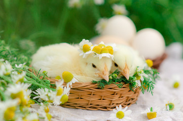 Easter card with a chicken child in a wreath of daisies midi in a basket-nest on a wooden white table. Happy Easter celebration concept.