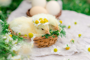 Obraz na płótnie Canvas Easter card with a chicken child in a wreath of daisies midi in a basket-nest on a wooden white table. Happy Easter celebration concept.