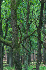 Old mossy tree trunk in woodland in early fall.