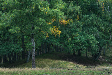 Birch tree with some yellow colored leaves in early fall.