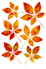 Acrylic Drip Fall Chestnut Leaves 