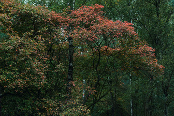 Some red colored leaves in autumn forest.