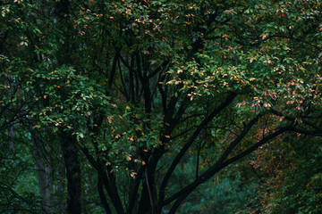 Some red colored leaves in autumn forest.