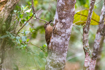 White throated Woodcreeper photographed in Santa Maria de Jetiba, Espirito Santo. Southeast of Brazil. Atlantic Forest Biome. Picture made in 2016.