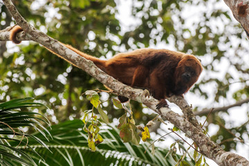 Howler monkey photographed  in Santa Maria de Jetiba, Espirito Santo. Southeast of Brazil. Atlantic Forest Biome. Picture made in 2016.