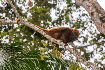 Howler monkey photographed  in Santa Maria de Jetiba, Espirito Santo. Southeast of Brazil. Atlantic Forest Biome. Picture made in 2016.