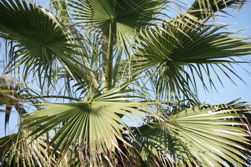 Fototapeta premium Close-up direct view into the crown of a California fan palm with blue sky above