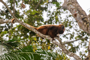 Howler monkey photographed  in Santa Maria de Jetiba, Espirito Santo. Southeast of Brazil. Atlantic Forest Biome. Picture made in 2016.
