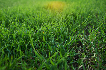 Green sprouts and foliage of winter wheat