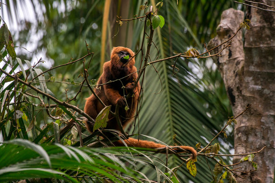 Howler monkey photographed  in Santa Maria de Jetiba, Espirito Santo. Southeast of Brazil. Atlantic Forest Biome. Picture made in 2016.