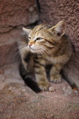 Cute tabby grey kitten paw scratches behind the ear. Cat portrai