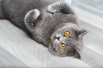 A gray cat rests with its belly up, a cute cat with fluffy paws looks at us lying on its back