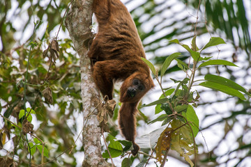 Howler monkey photographed  in Santa Maria de Jetiba, Espirito Santo. Southeast of Brazil. Atlantic Forest Biome. Picture made in 2016.