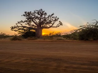 Deurstickers Silhouet van baobab © Mirek