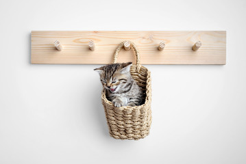 gray kitten inside basket on coat rack