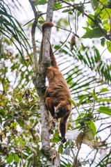 Fototapeta premium Howler monkey photographed in Santa Maria de Jetiba, Espirito Santo. Southeast of Brazil. Atlantic Forest Biome. Picture made in 2016.