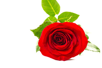 Beautiful single red rose flower isolated on white background. Red rose is a wonderful flower to express your feelings on International Women's Day, Mother's Day, Valentine's Day, and just to