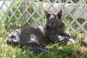 Gato 2