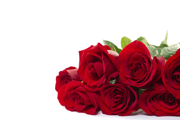beautiful bouquet of red roses lies on a white background. Young red roses are very fragrant. Dutch flowers are popular all over the world and delight millions of women around the world.