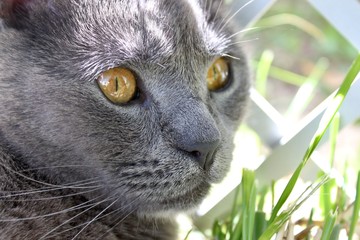 Gato 1