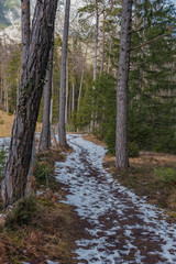 schneebedeckter Waldweg