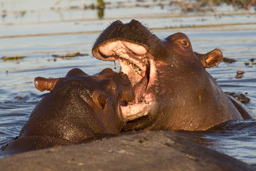 pelea de hipopotamos