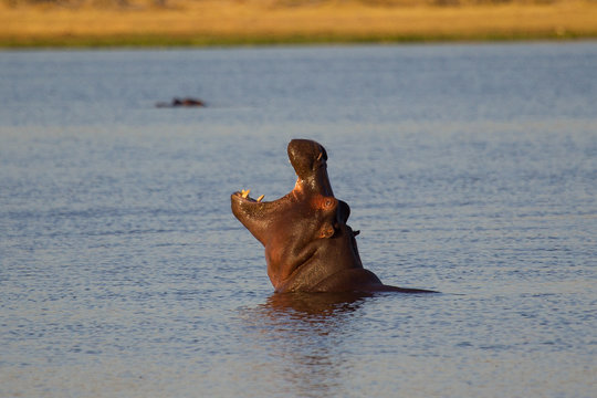 hipopotamo cantando