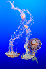 Beautiful jellyfish in water