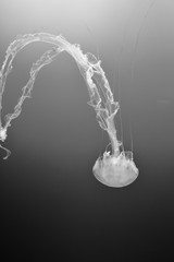 Artistic photograph of a Jellyfish underwater in black and white 