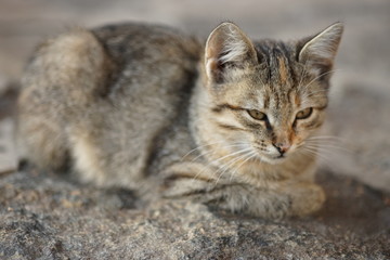 portrait of a gray cat lying on a stone.